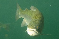 Trout in Capernwray, taken with a new camera - Olympus E3... by Steve Laycock 